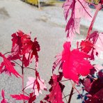 Javor freemanov (Acer Freemanii) JEFFERSRED ´AUTUMN BLAZE´® - výška 80-100 cm, kont. C3L  
